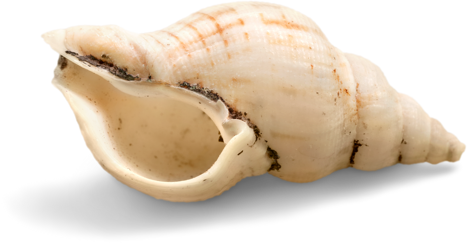 Conch Shell 
