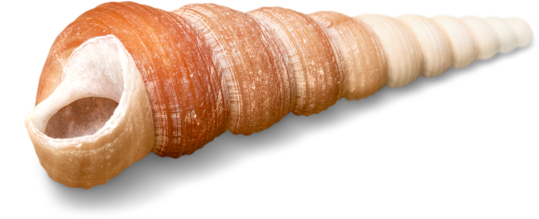Conch Shell 